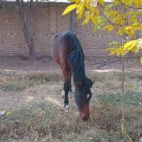 کره اسب نژاد کرد نریون|اسب و تجهیزات اسب‌سواری|هشتگرد, هیو|دیوار