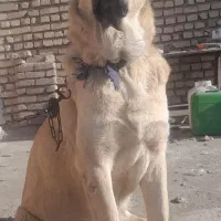 سگ سرابی|سگ|رباط‌کریم, نصیرشهر|دیوار