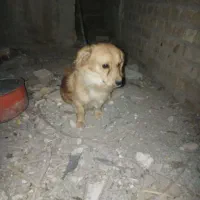 سگ پا کوتاه
