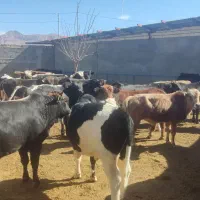 ۲۰ راس گوساله نر چاق سرکدار کوهبنان
