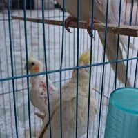 عروس هلندی جفت