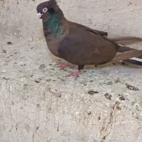 صرب و سوسنی|پرنده|مسجد سلیمان, |دیوار