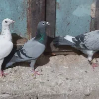 کبوتر پرنده