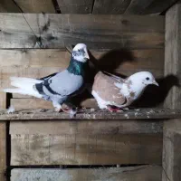 کفتر|پرنده|میناب, |دیوار