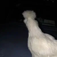 تخم ابریشمی|حیوانات مزرعه|گرگان, |دیوار