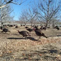 بوقلمون محلی مخصوص شب یلدا|حیوانات مزرعه|اهر, |دیوار