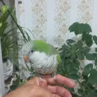 طوطی راهب سبز دستی و سخنگو|پرنده|دزفول, |دیوار