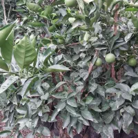 فروش یکجا نهالهای نارنج و پرتقال باردار و بدون بار