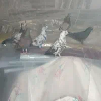 سه جفت کفتر پرش سنگین سودار برای خودم هست همش عالی