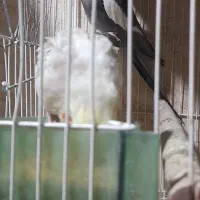 عروس هلندی مولد