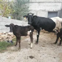 گاو باگوساله نر جوان شکم دوم