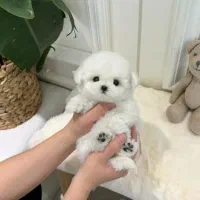 پوشیدل خانگی