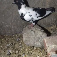 کبوتر یا کفتر نروماده