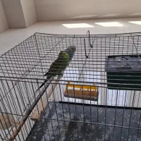 یک جفت مرغ عشق سرحال و آماده به همراه تمام وسایل