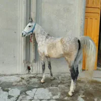 اسب مادیاه کورد نوه سهراب