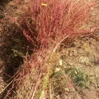 بهترین جارو بلند و قرمز مخصوص شهرداری|لوازم نظافت|نهاوند, |دیوار