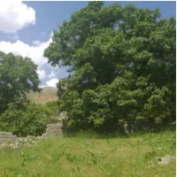 آبعلی ۴۰۳ متر