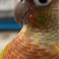 گیرینچیک مولد رد چیک اناناسی یلوساید رد جفت