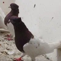 نروماده کله سرخ عتیقه