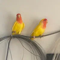 جفت مولد کوتوله برزیلی صورت هلویی