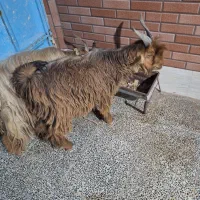 فروش تیشتر نر