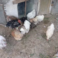 مرغ و جوجه به فروش میرسد