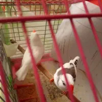 فنچ نر|پرنده|تهران, نارمک جنوبی|دیوار