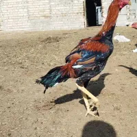 لاری|حیوانات مزرعه|تایباد, |دیوار