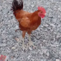 خروس لاری و اصیل
