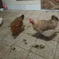 مرغ خانگی کاکلی