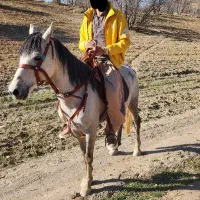 اسب صواری|حیوانات مزرعه|لردگان, |دیوار