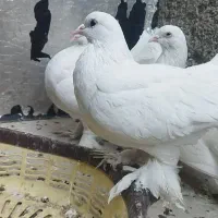 یه دسته کبوتر بی نقص خاص وارزون|پرنده|دهدشت, |دیوار