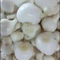 فروش موسیر تازه و درجه یک