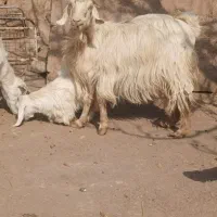 فروش بز|حیوانات مزرعه|رفسنجان, |دیوار