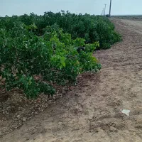 فروش-دو-حبه-و-نیم-زمین-اکبری