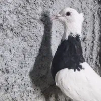 جوجه طوقی سیاه واکسی|پرنده|فرخشهر, |دیوار