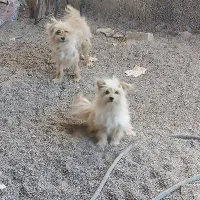 سگ اهلی