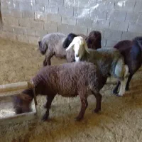 بره نر