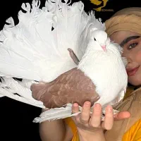 کبوتر زینتی چتری دوکت آمریکایی سرخ کاکلی کفتر