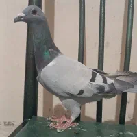 سه تا پرنده فروشی کفتر کبوتر سبز