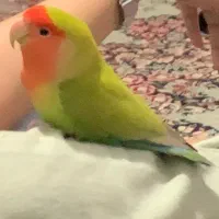 طوطی کوتوله گم شده