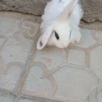 خرگوش لپی