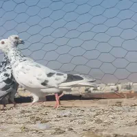 سرور بهبهونی