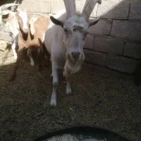 نری سانن|حیوانات مزرعه|گلباف, |دیوار