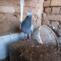 نر سبز|پرنده|گناباد, |دیوار