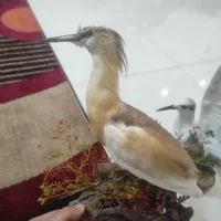 فروش پرنده دکوری|مجسمه، تندیس، ماکت|آباده, |دیوار