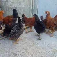 مرغ و خروس محلی برهما پاتریچ بوقلمون گندم