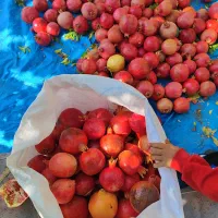 انار ربی|حراج|مهریز, |دیوار