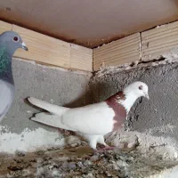 پرنده|پرنده|اردبیل, |دیوار