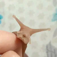 حلزون آچاتینا عسلی و قهوه ای